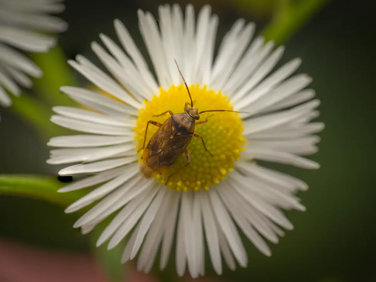 Behaarte Wiesenwanze