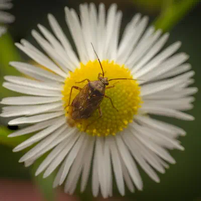 Behaarte Wiesenwanze