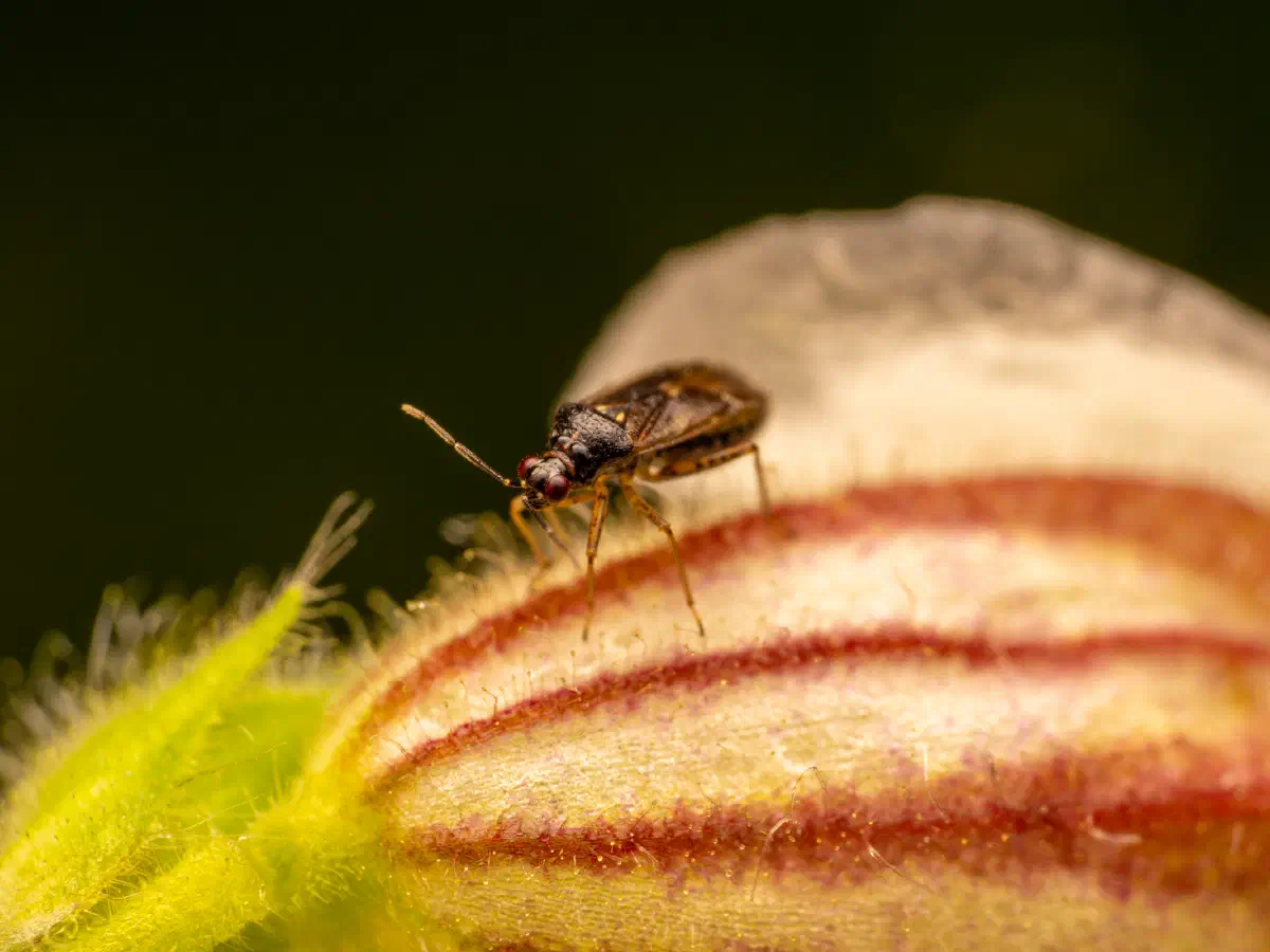 Braunschwarze Nesselweichwanze