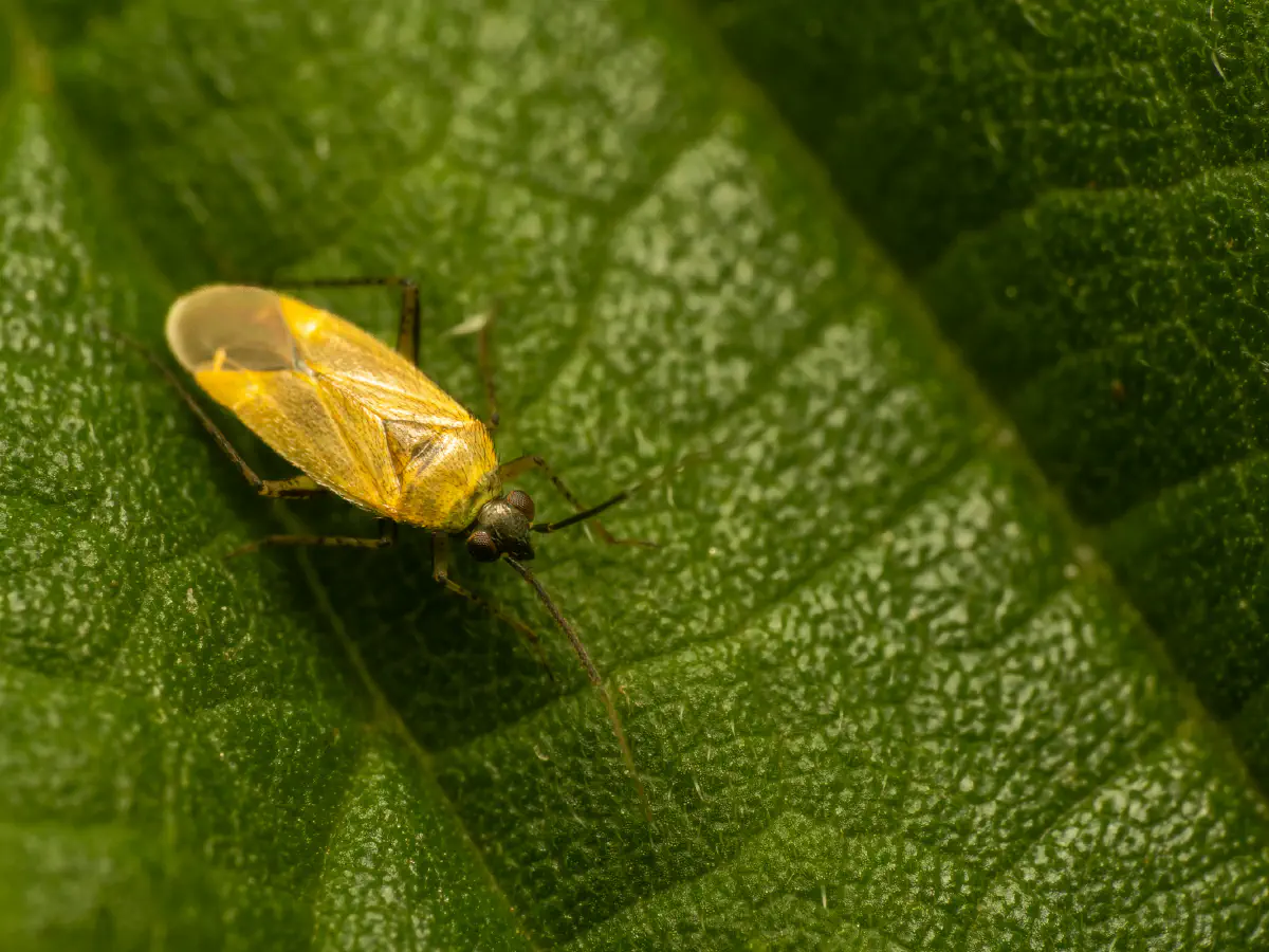 Braunschwarze Nesselweichwanze
