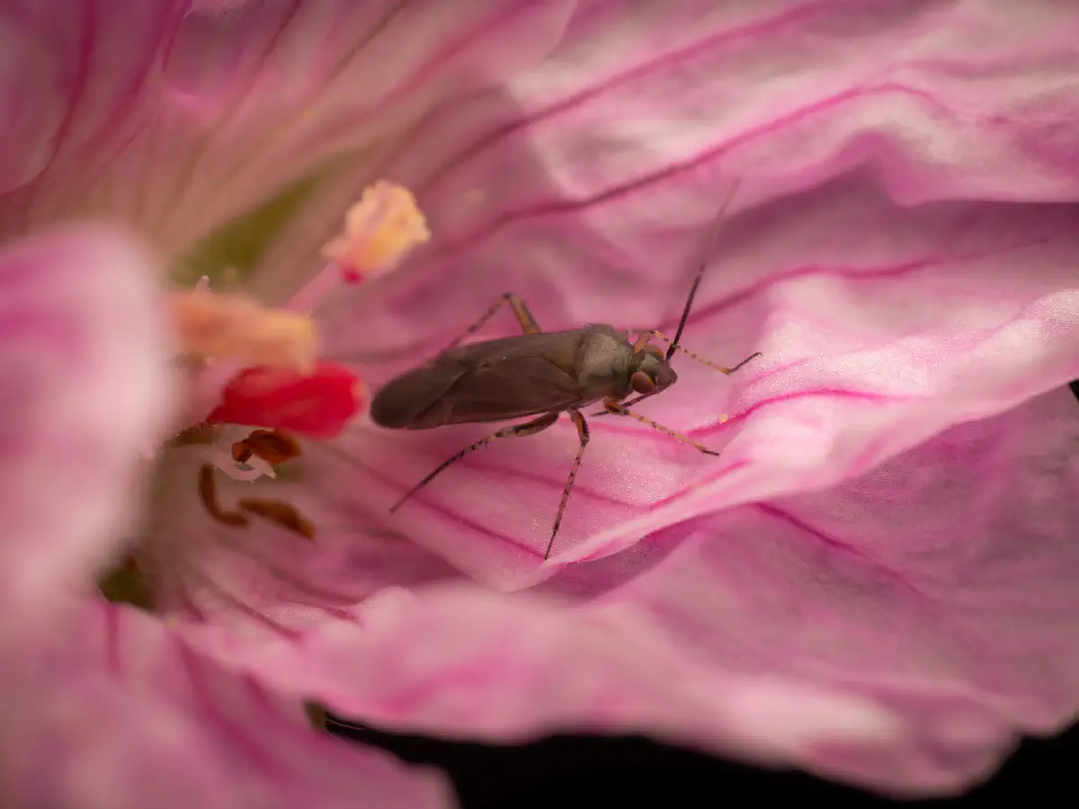 Braunschwarze Nesselweichwanze