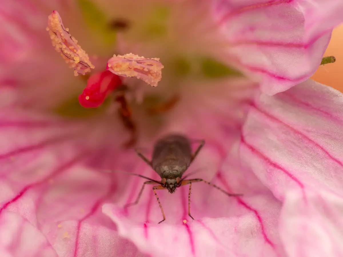 Braunschwarze Nesselweichwanze