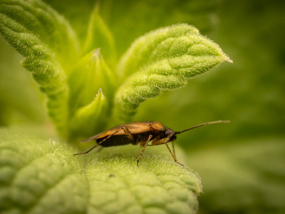 Braunschwarze Nesselweichwanze
