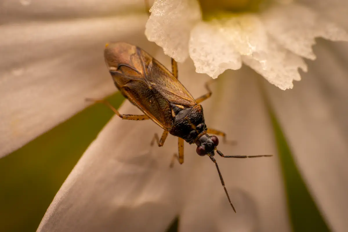 Plagiognathus arbustorum