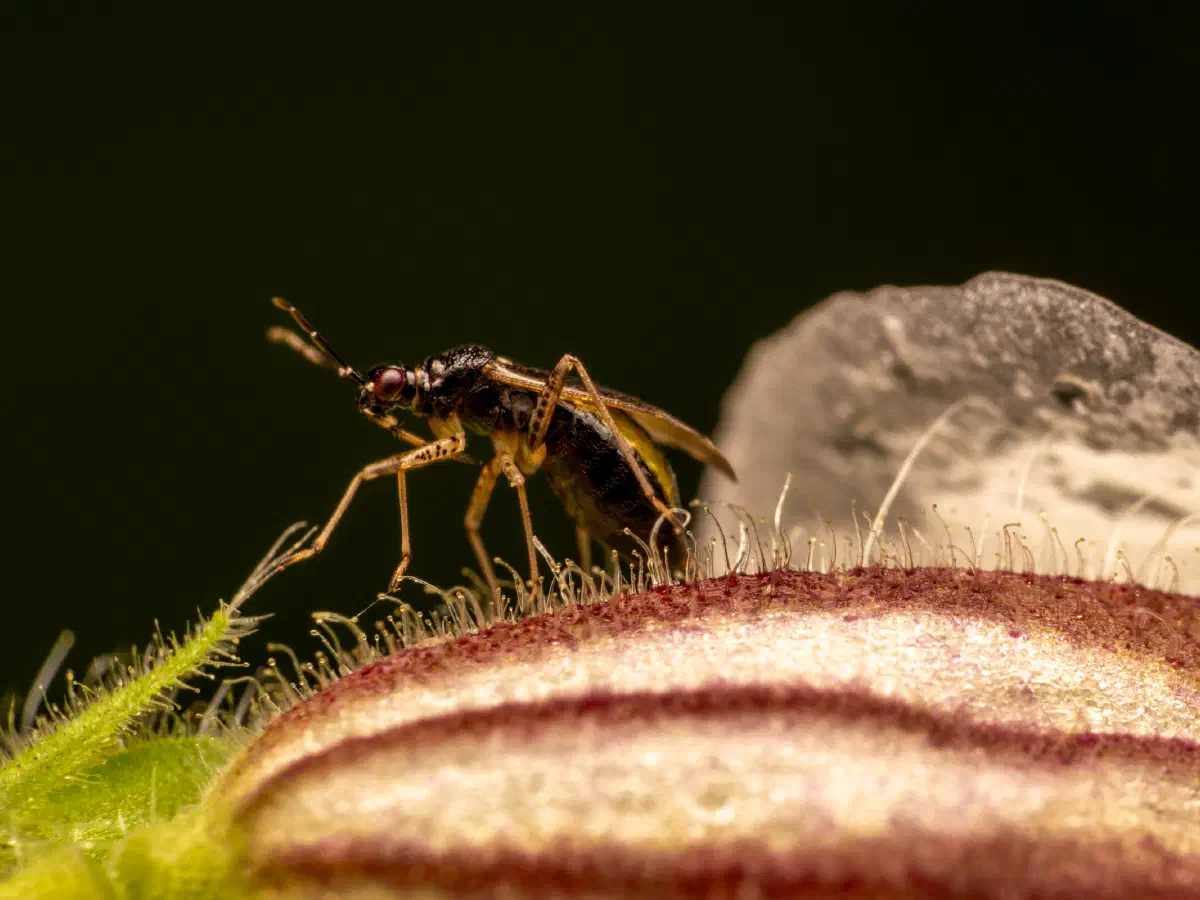 Braunschwarze Nesselweichwanze