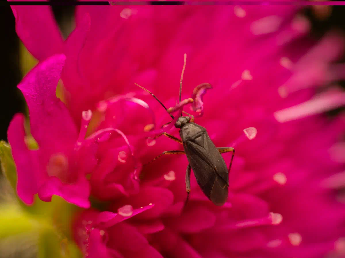 Braunschwarze Nesselweichwanze