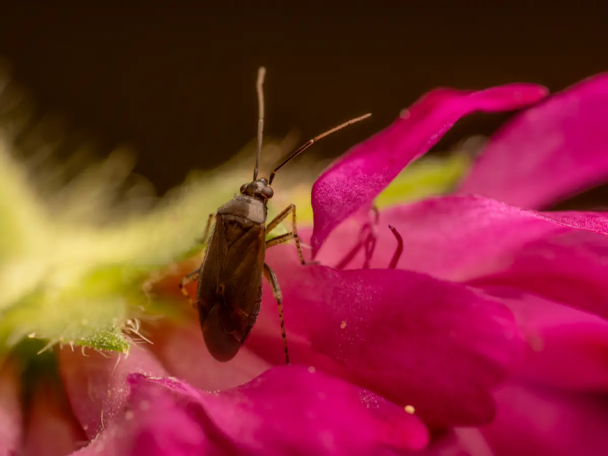 Braunschwarze Nesselweichwanze