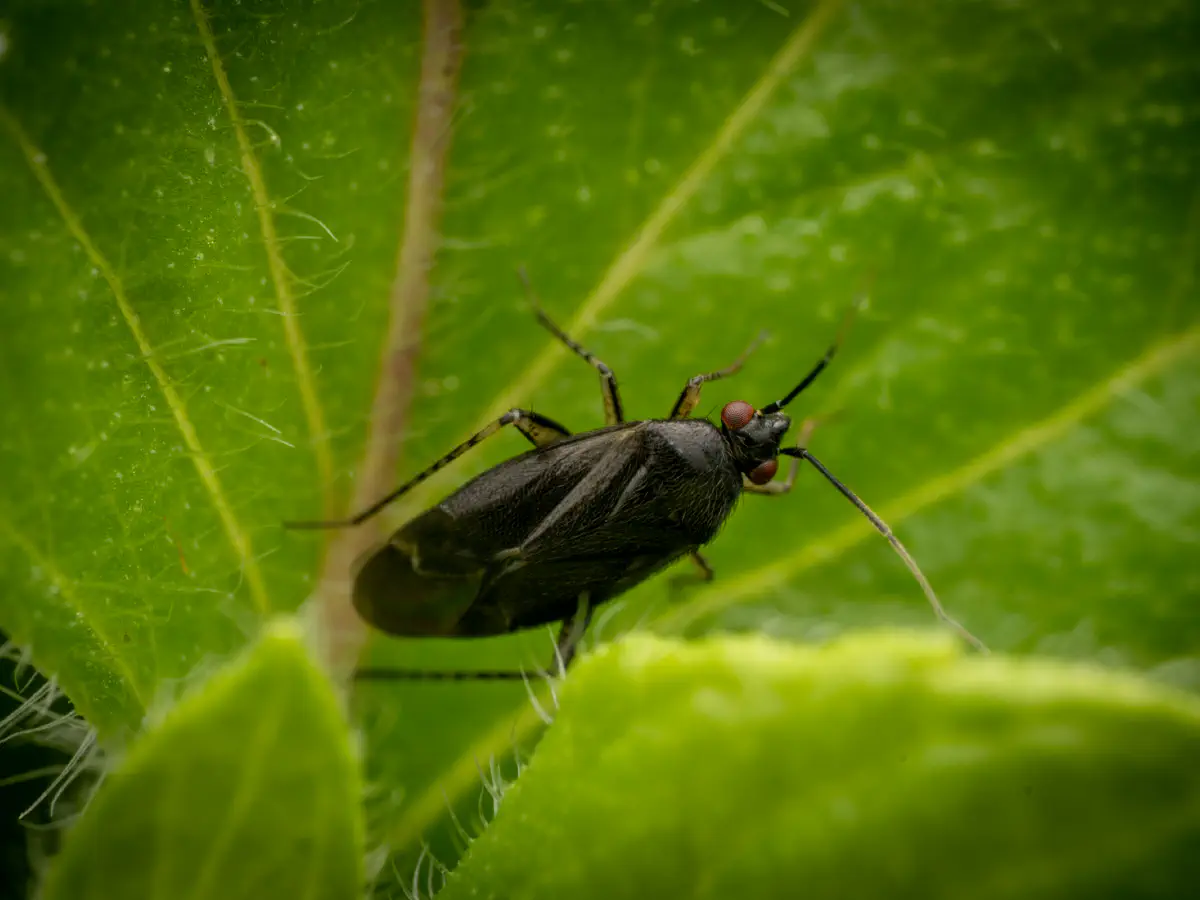 Braunschwarze Nesselweichwanze