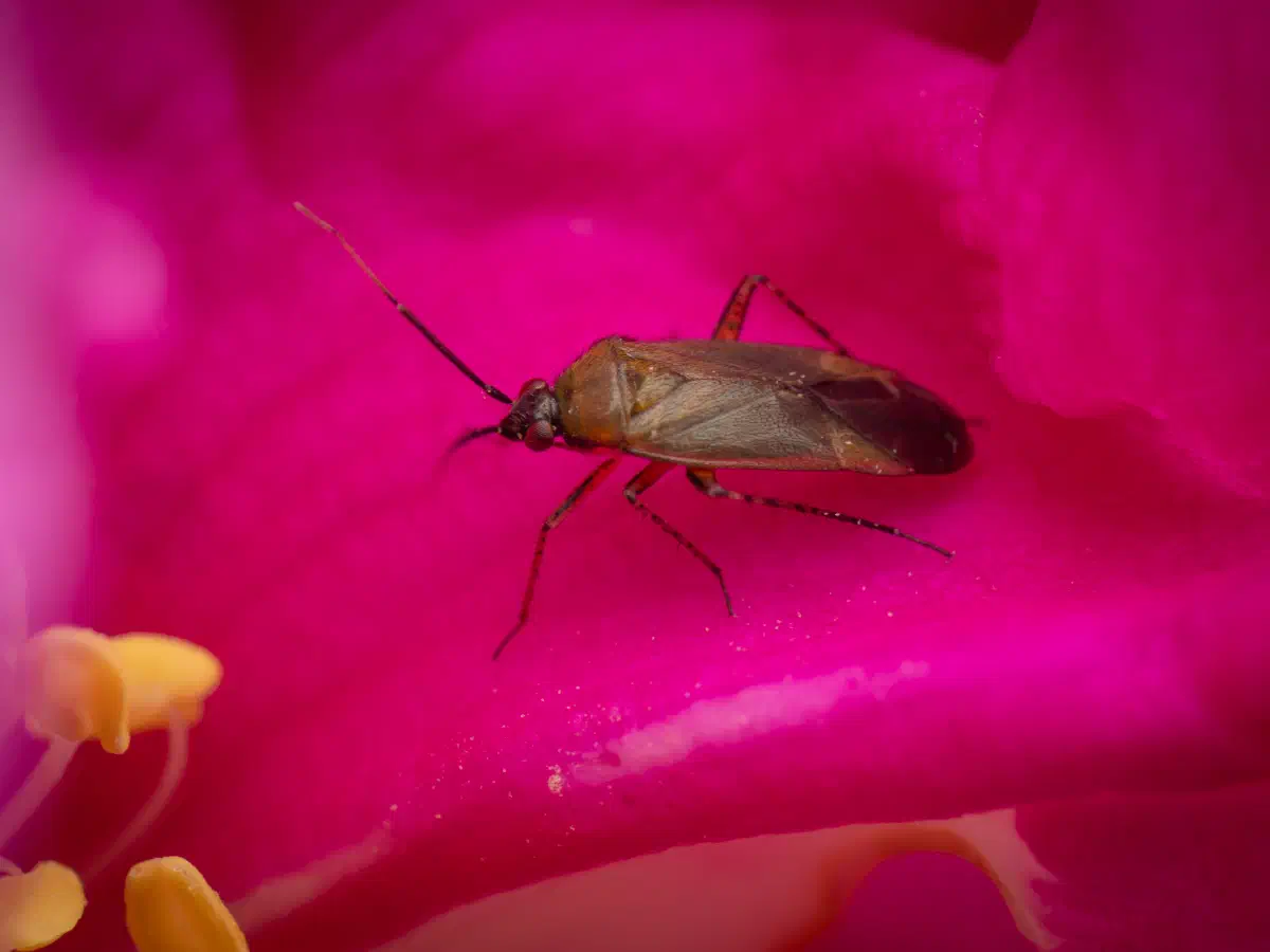 Braunschwarze Nesselweichwanze