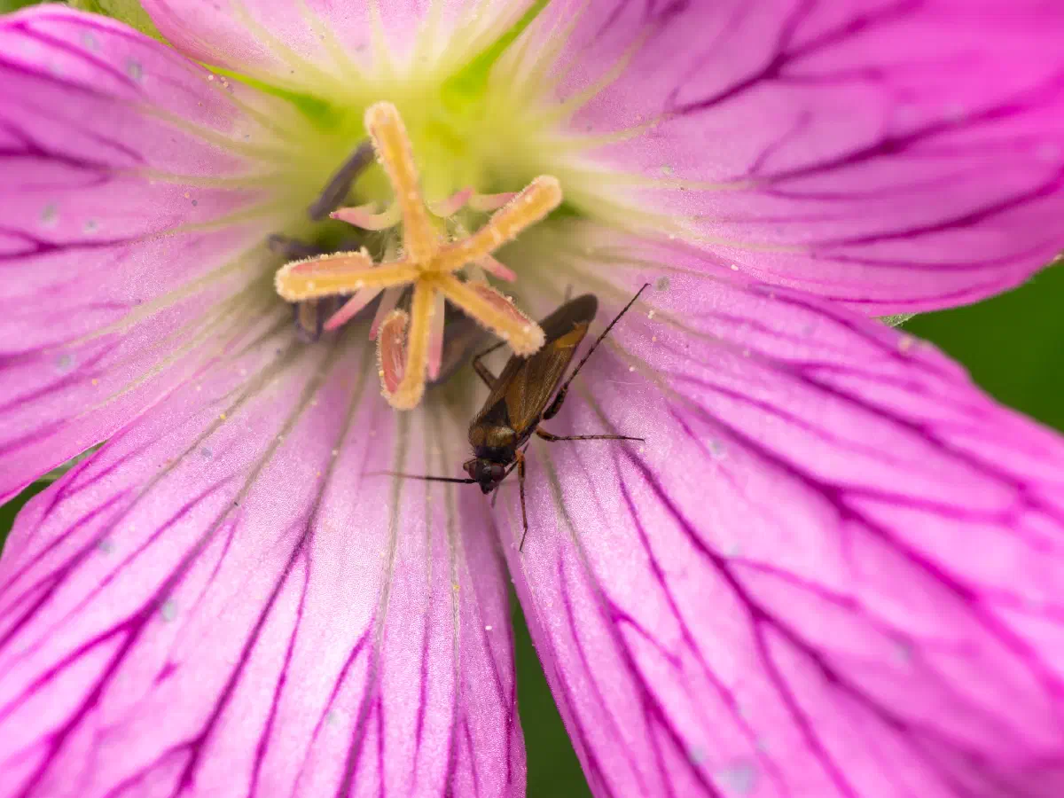 Braunschwarze Nesselweichwanze