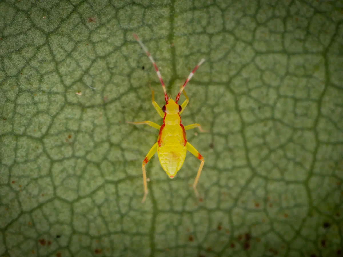Bunte Zwerg-Weichwanze
