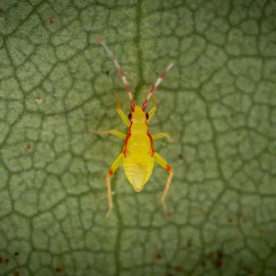 Bunte Zwerg-Weichwanze