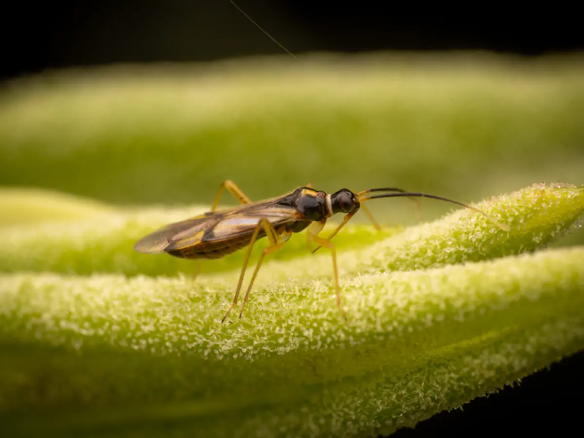 Bunte Zwerg-Weichwanze