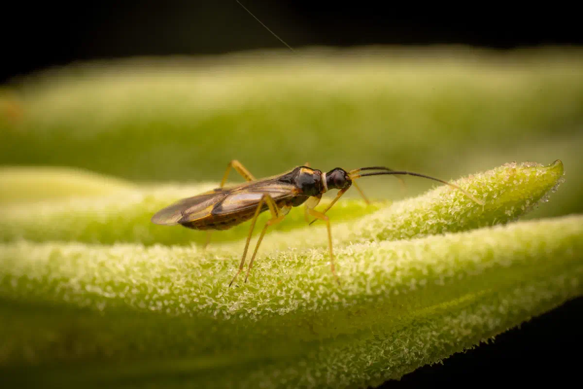 Bunte Zwerg-Weichwanze