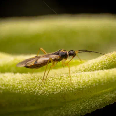 Bunte Zwerg-Weichwanze