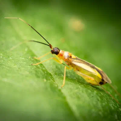 Bunte Zwerg-Weichwanze