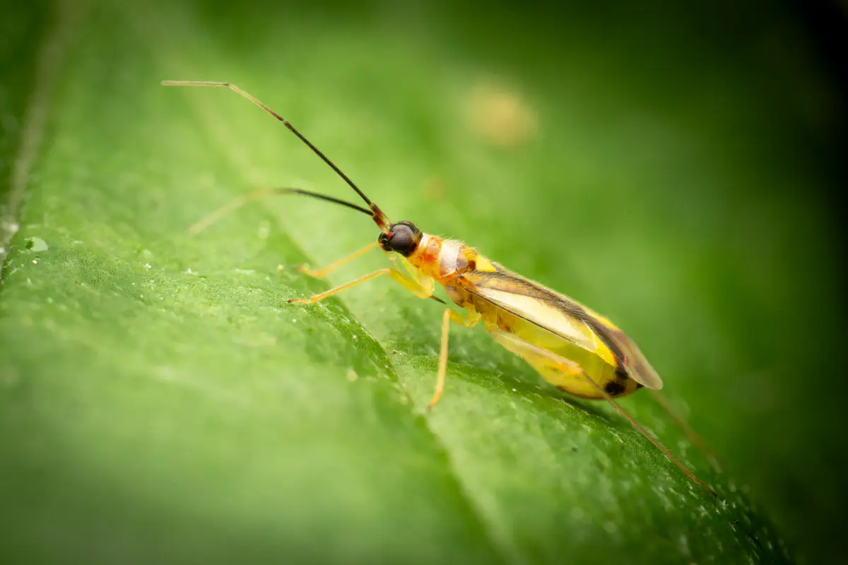 Bunte Zwerg-Weichwanze
