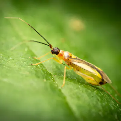 Bunte Zwerg-Weichwanze