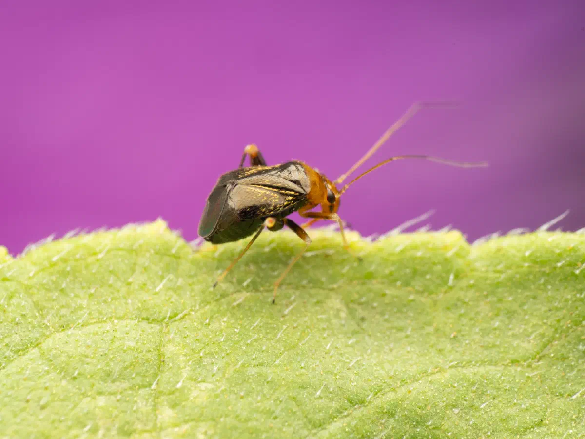 Gelbkopf-Springweichwanze