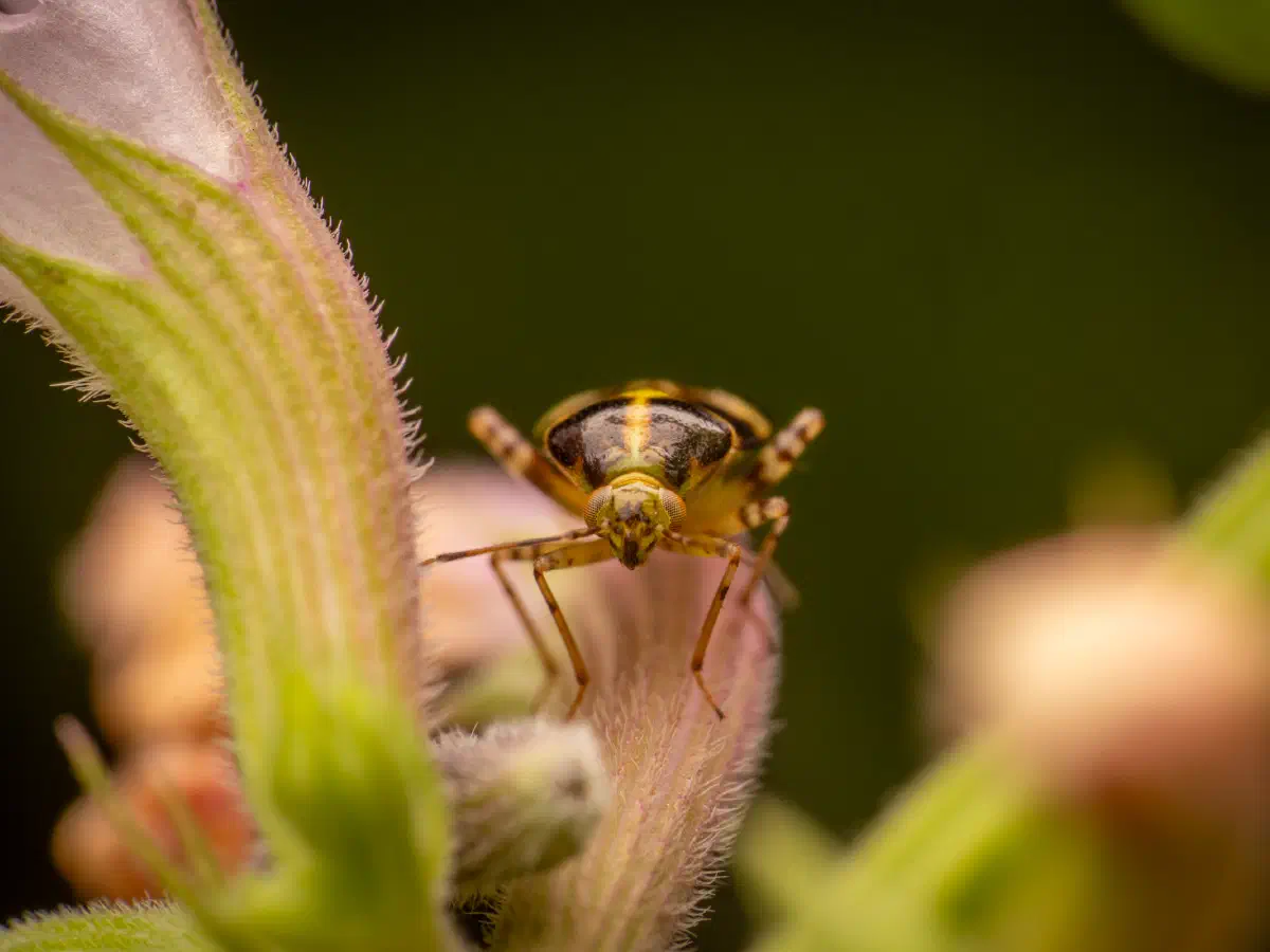 Gepunktete Nesselwanze