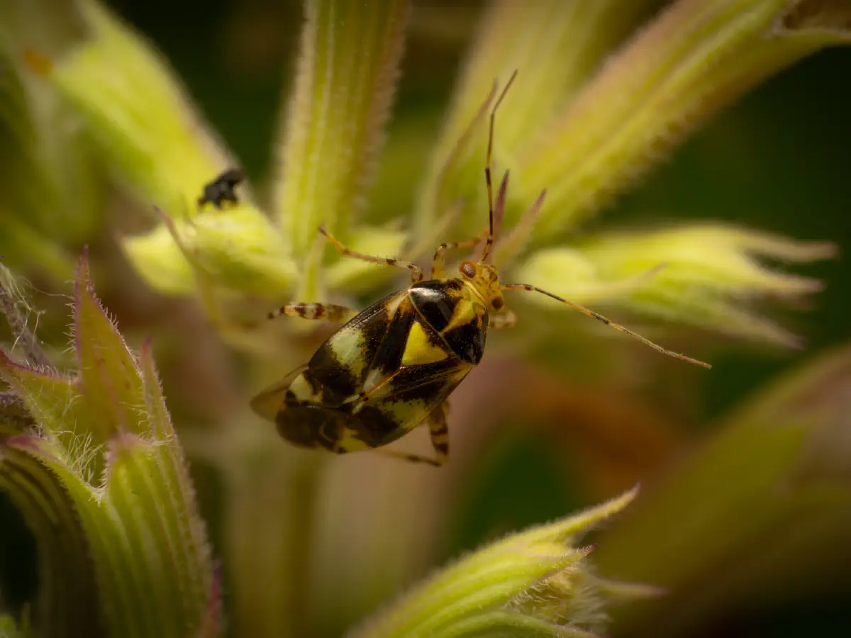 Gepunktete Nesselwanze