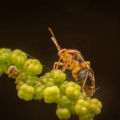 Gepunktete Nesselwanze