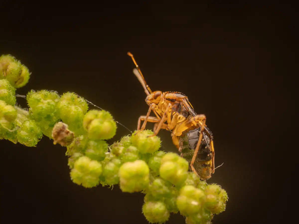 Gepunktete Nesselwanze