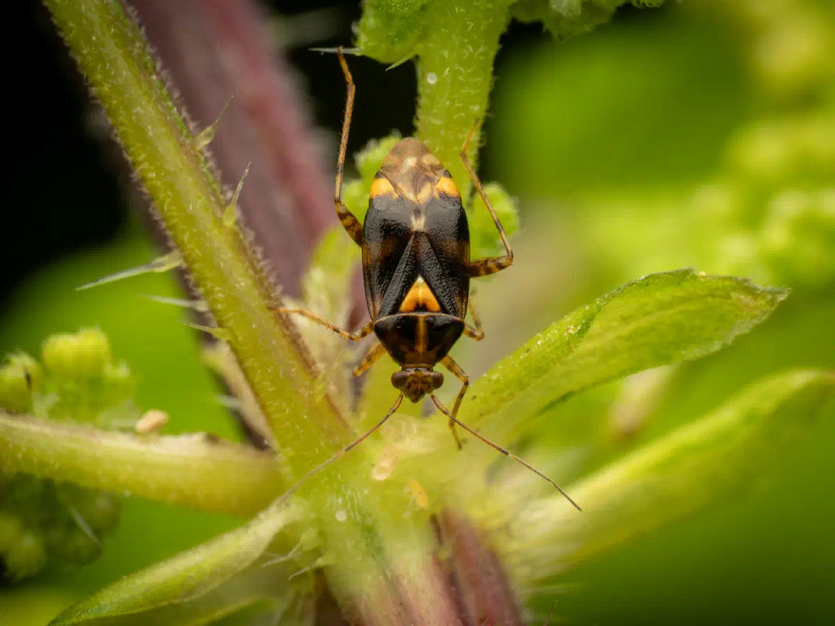 Gepunktete Nesselwanze