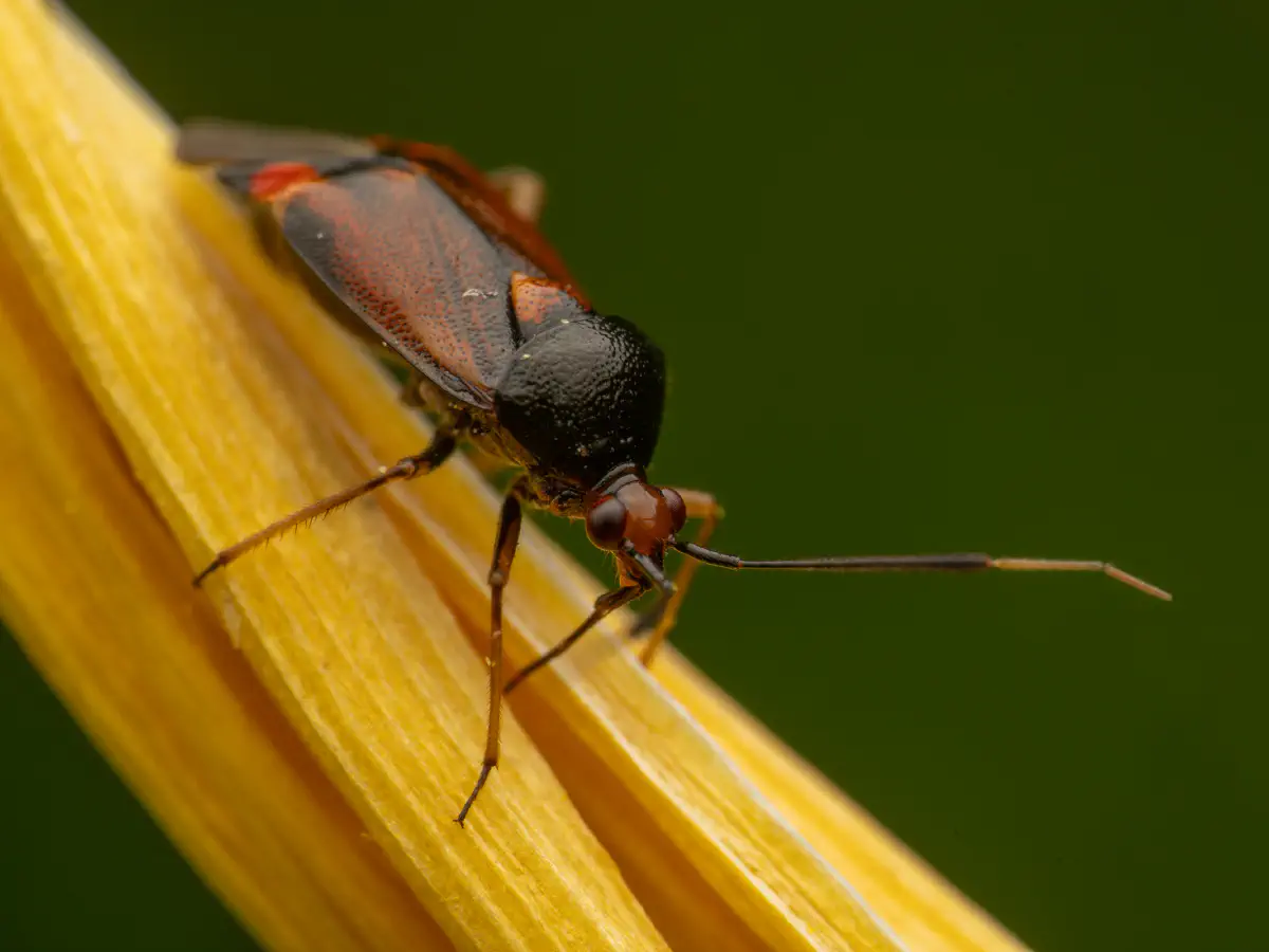 Gepunktete Nesselwanze