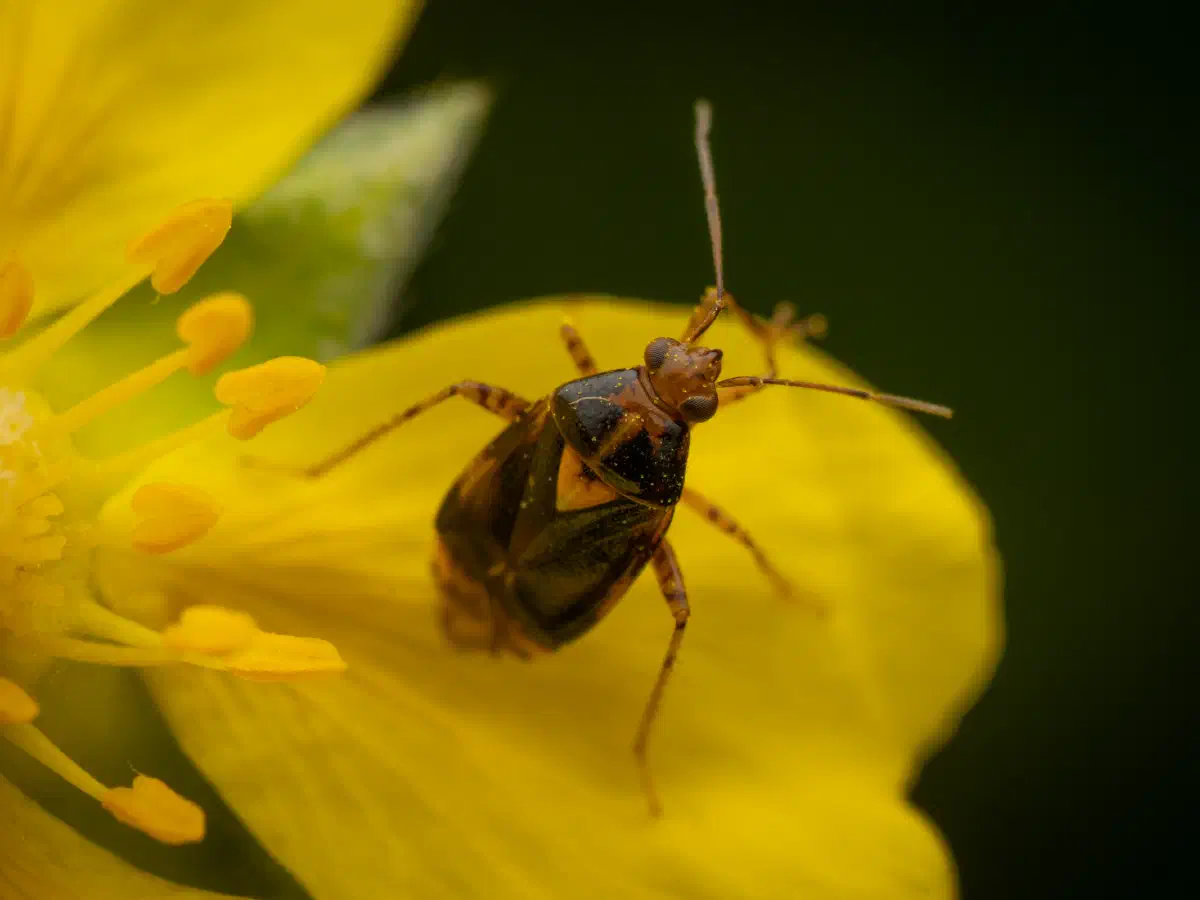 Gepunktete Nesselwanze