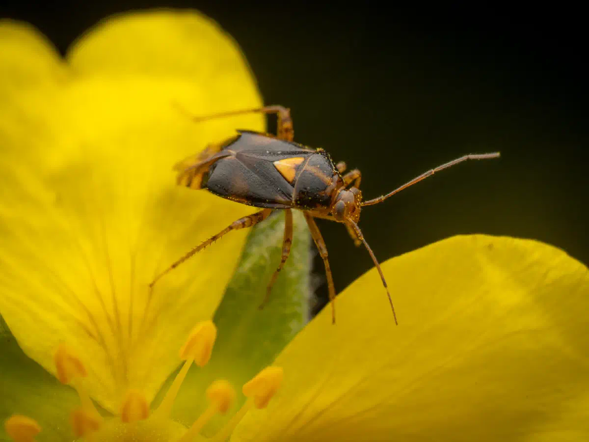 Gepunktete Nesselwanze