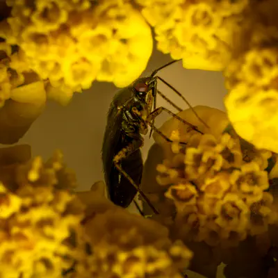 Glänzende Weichwanze