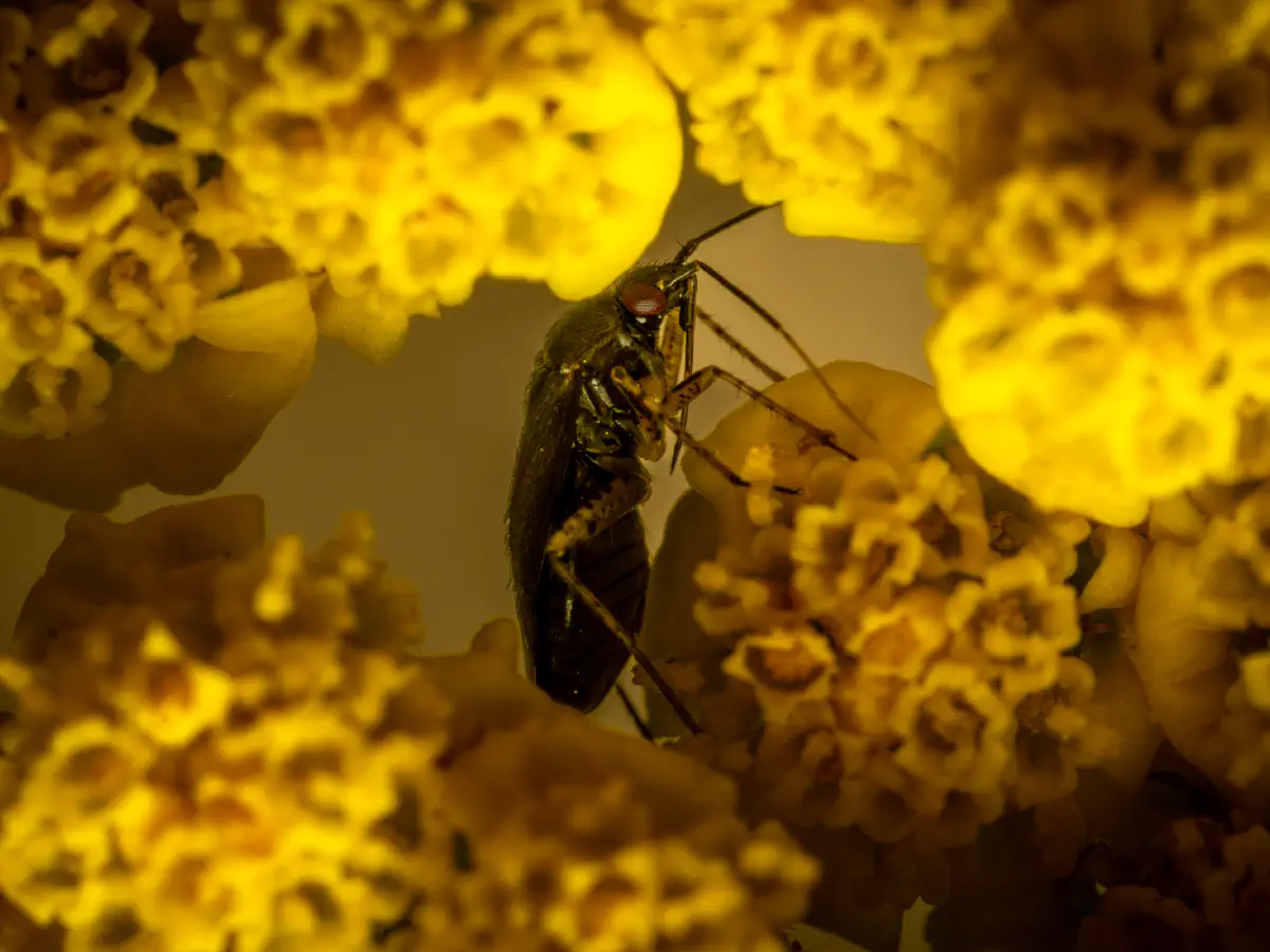 Glänzende Weichwanze