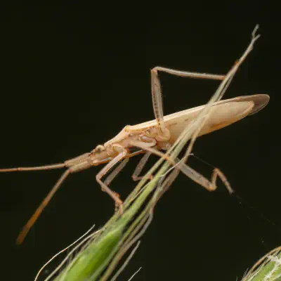 Glatte Grasweichwanze