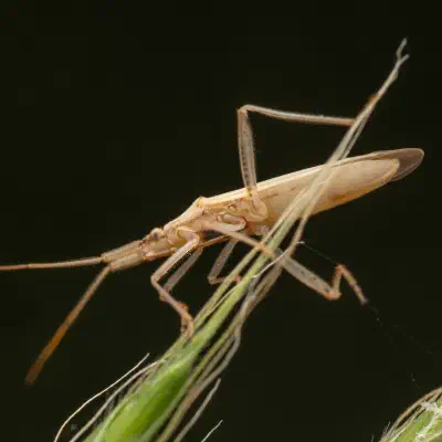 Glatte Grasweichwanze