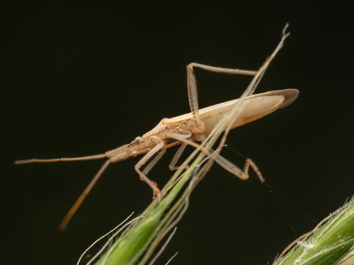 Glatte Grasweichwanze