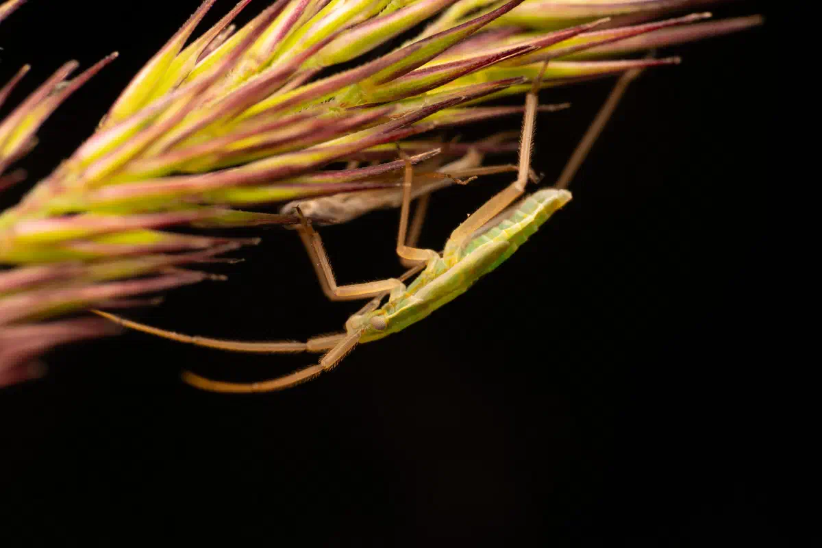 Megaloceroea recticornis