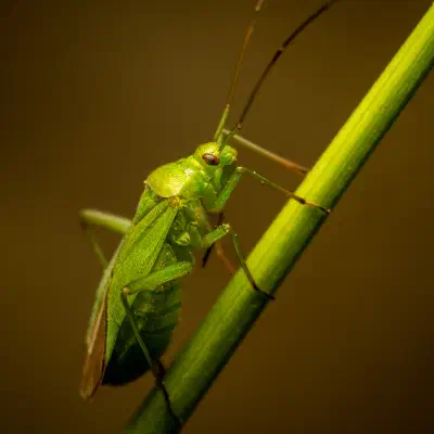 Grüne Futterwanze