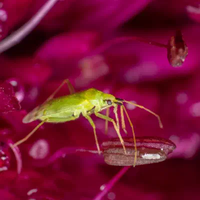 Grüne Futterwanze