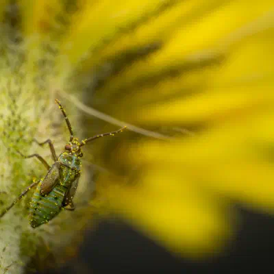 Habichtskraut-Weichwanze