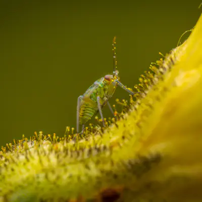 Habichtskraut-Weichwanze