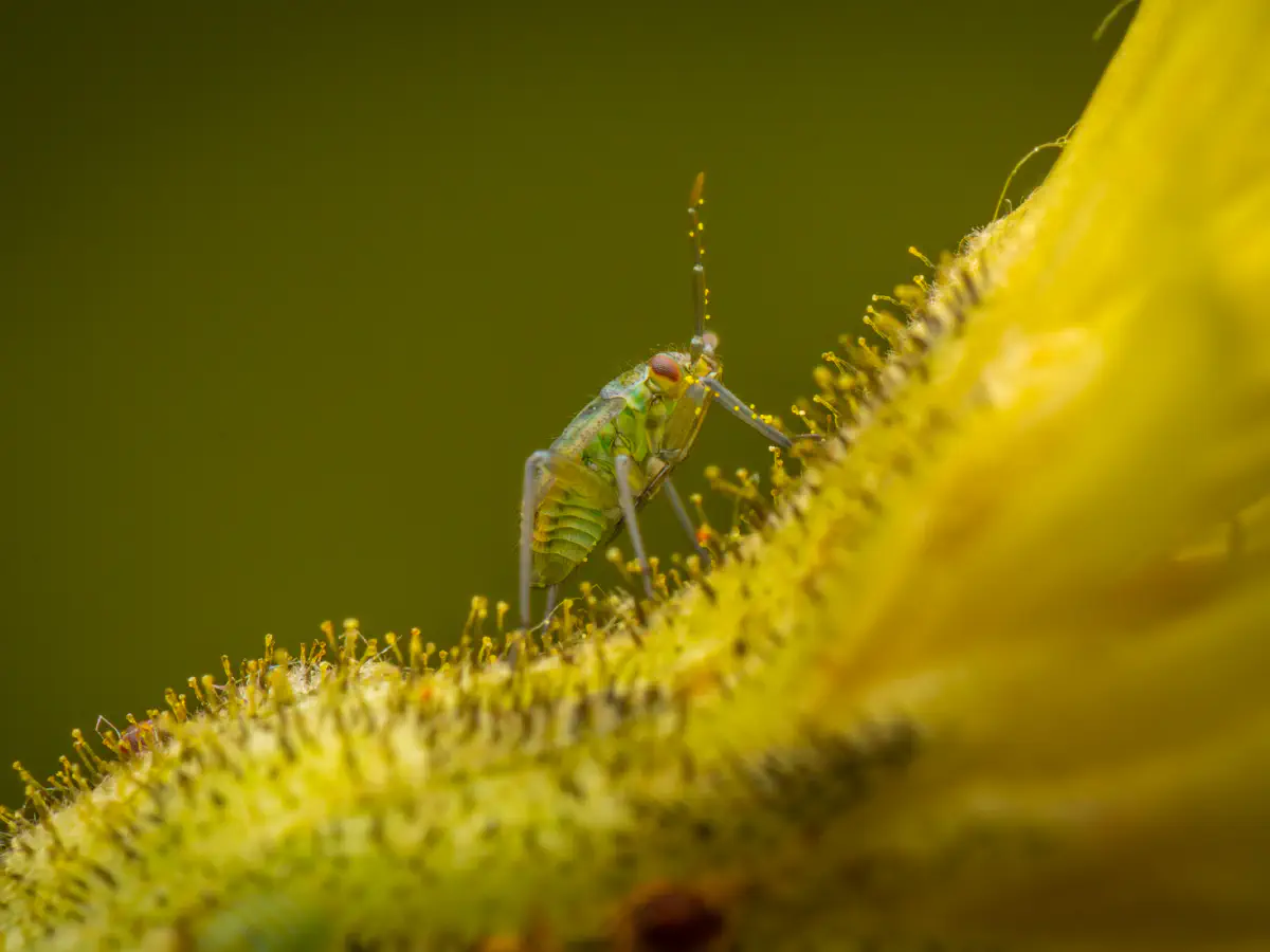 Habichtskraut-Weichwanze