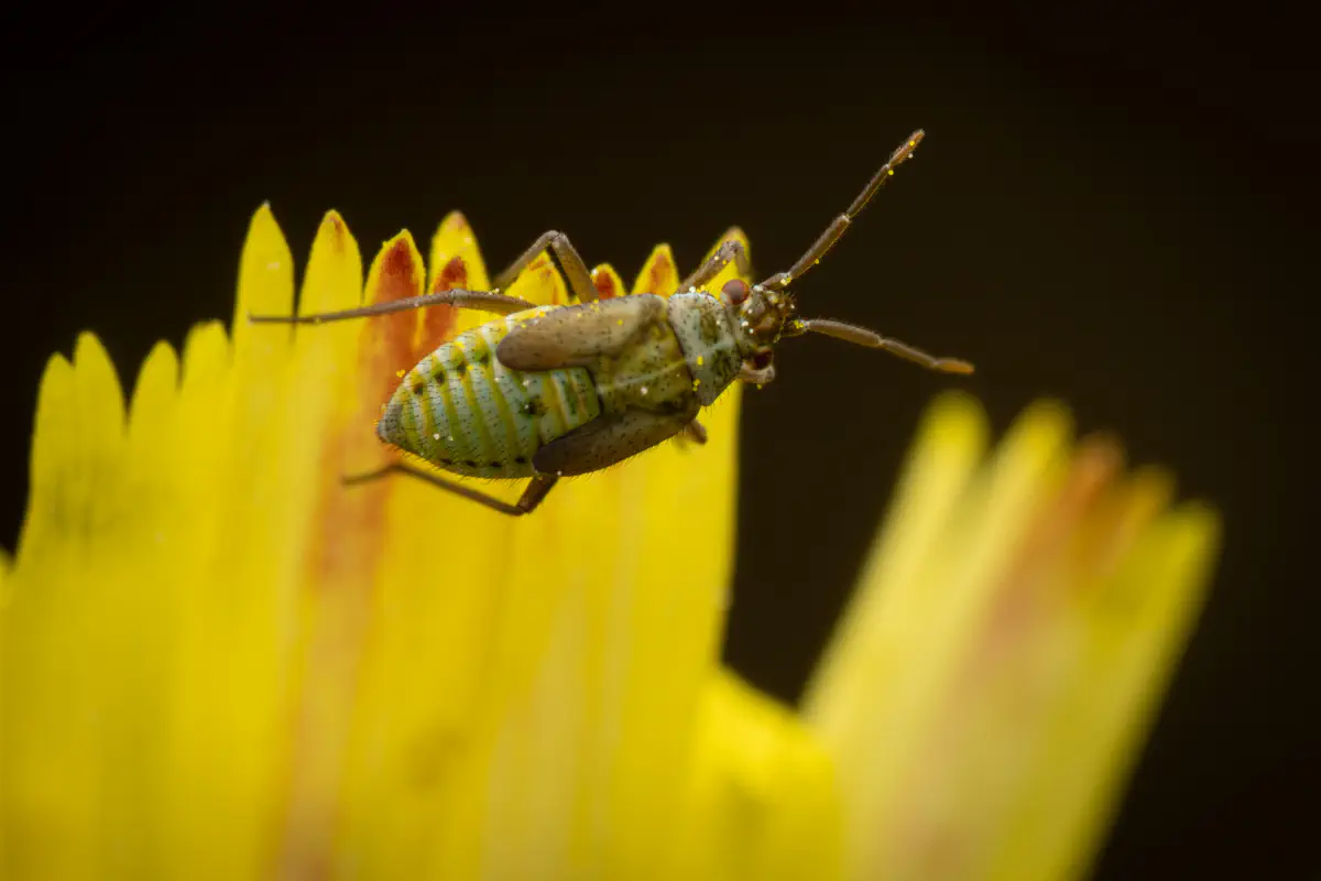 Habichtskraut-Weichwanze