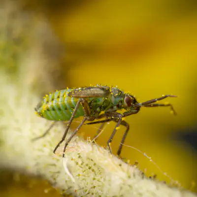 Habichtskraut-Weichwanze