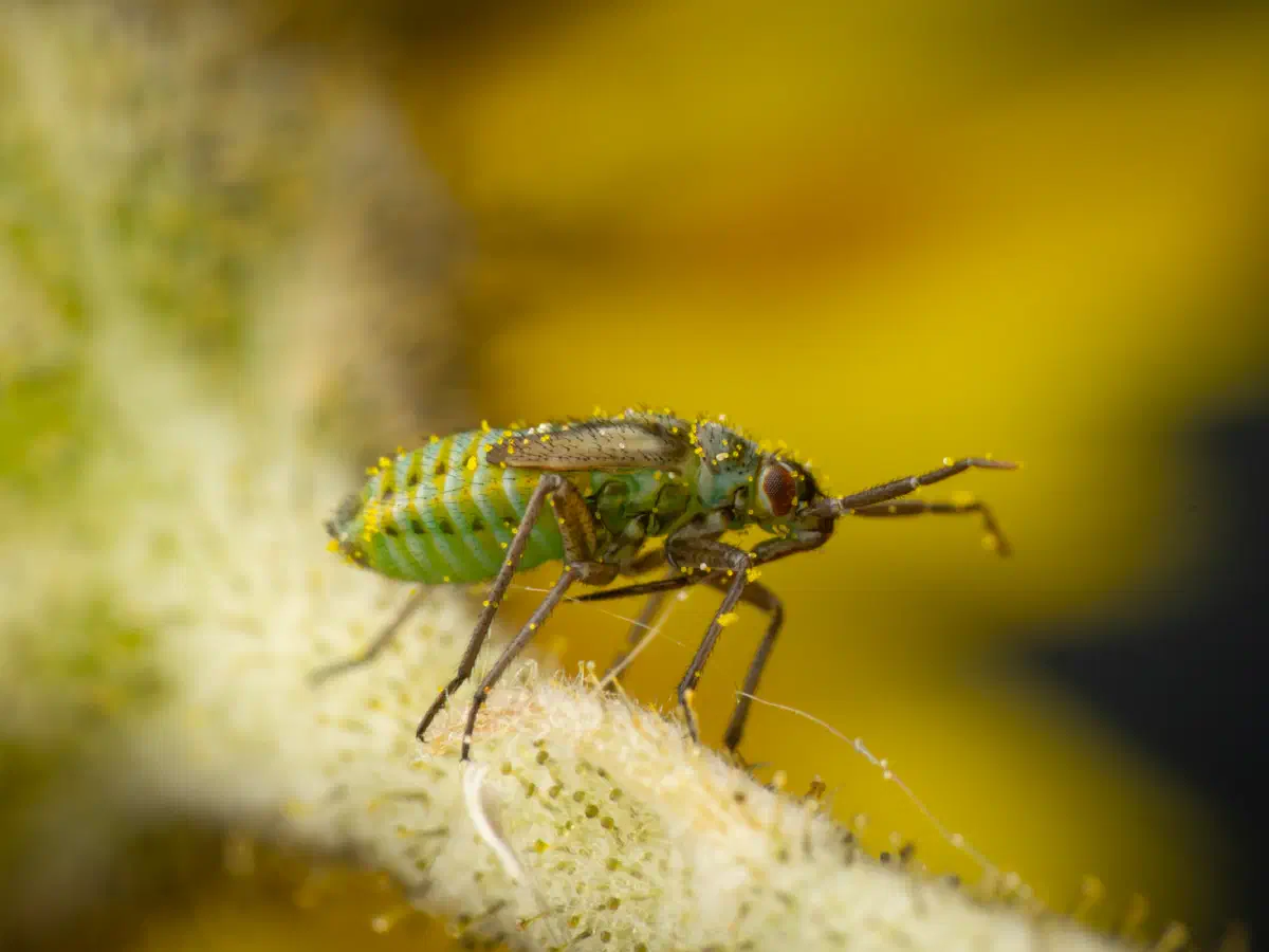 Habichtskraut-Weichwanze