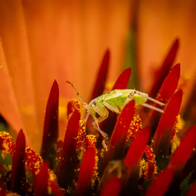 Leuchtende Kräuterwanze