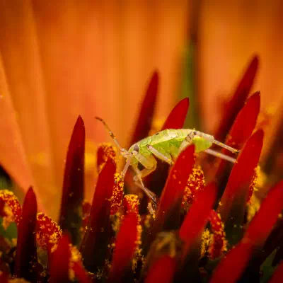 Leuchtende Kräuterwanze