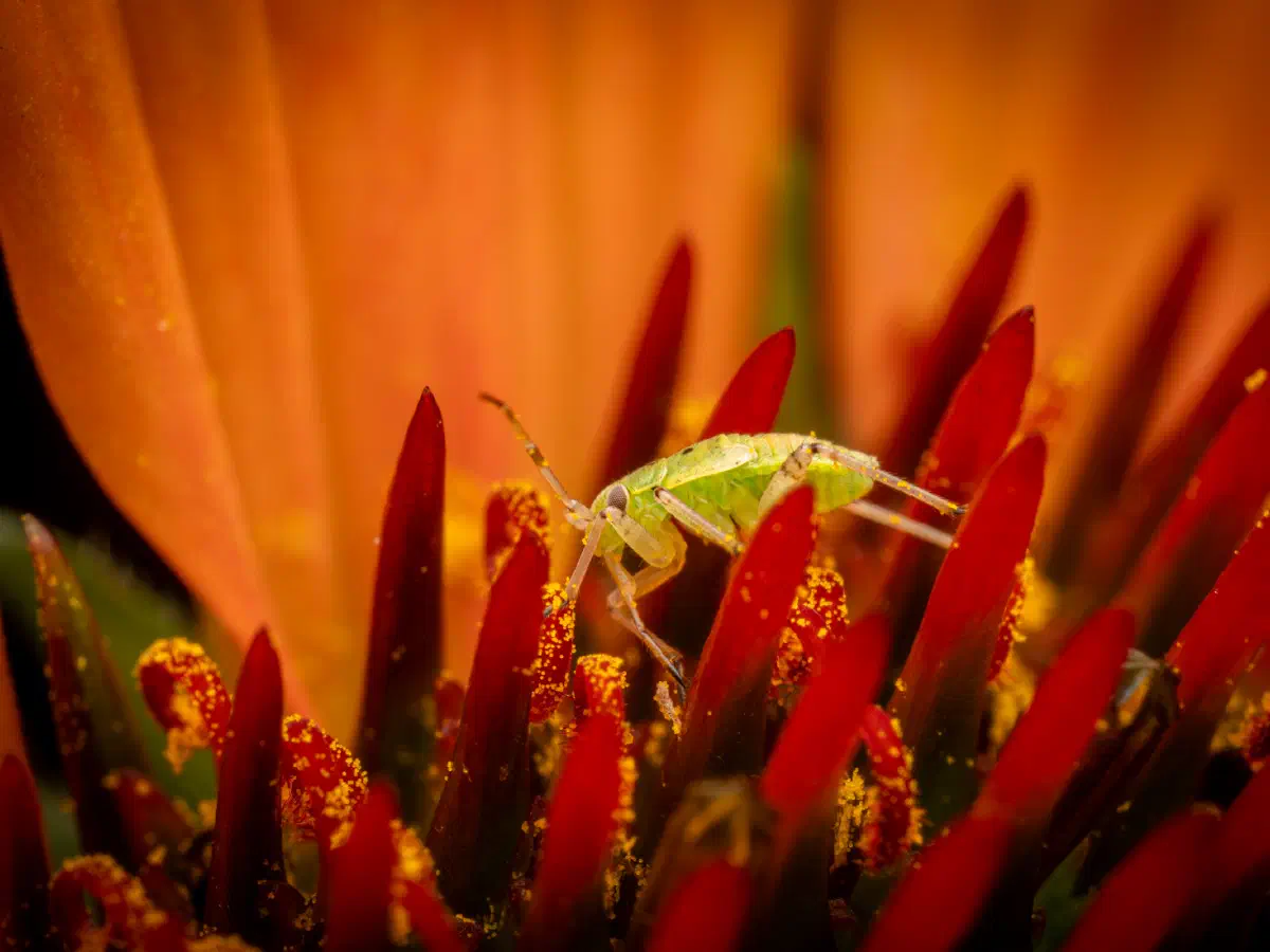 Leuchtende Kräuterwanze