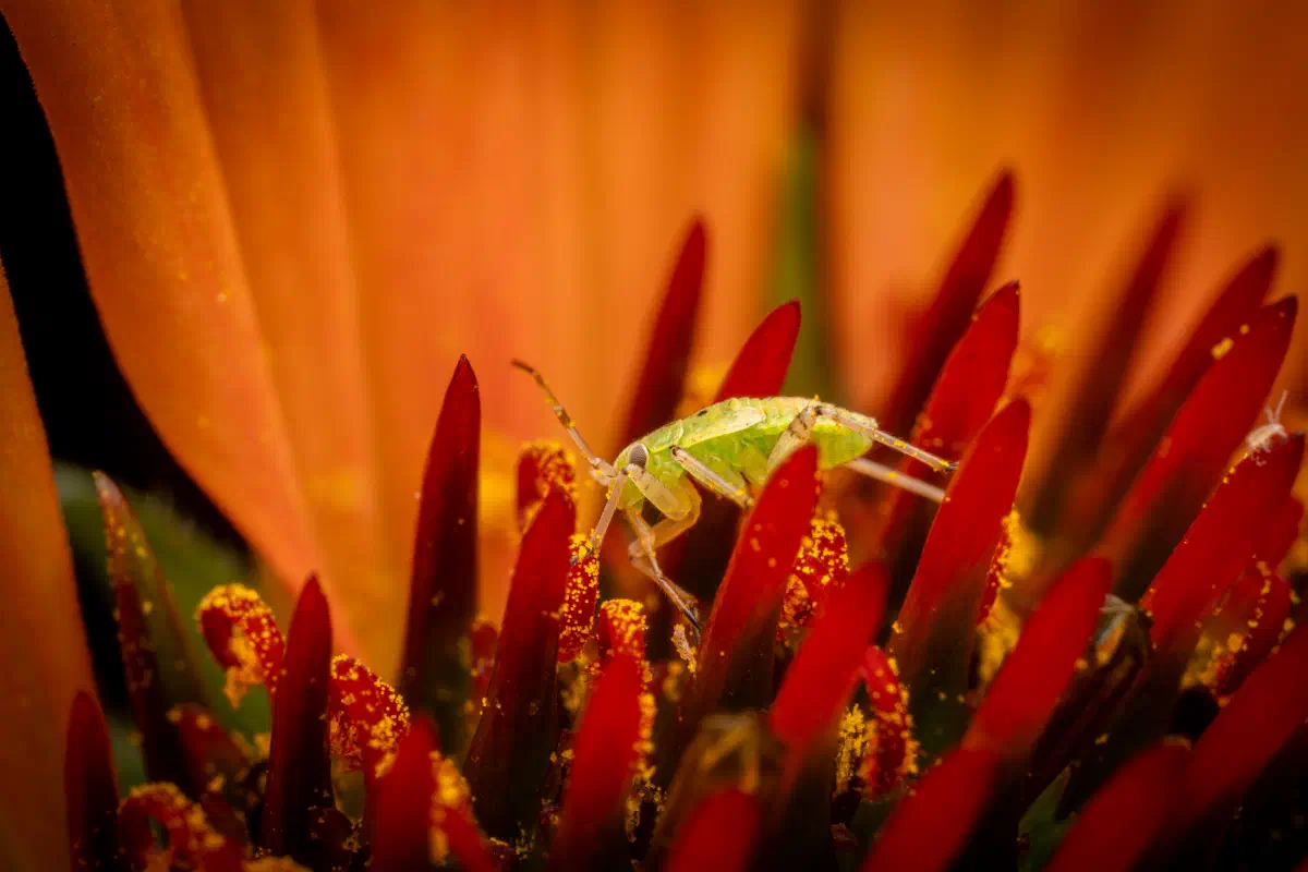 Leuchtende Kräuterwanze