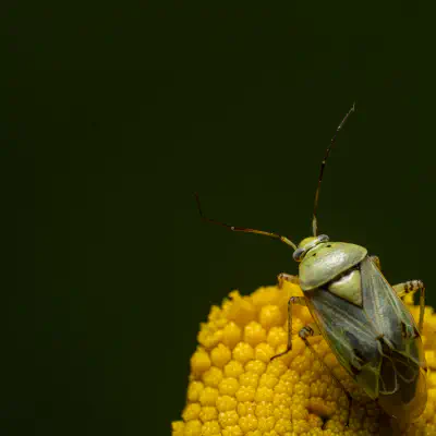 Leuchtende Kräuterwanze